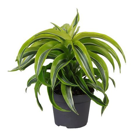 Dracaena fragrans 'Lemon Surprise'