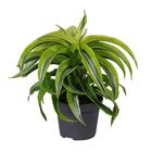 Dracaena fragrans 'Lemon Surprise'