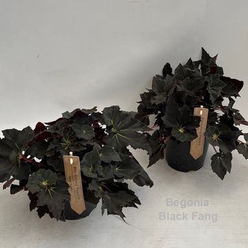 Begonia 'Black Fang'