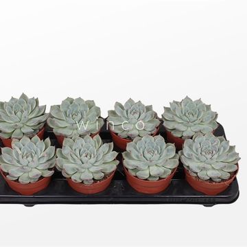 Echeveria lindsayana