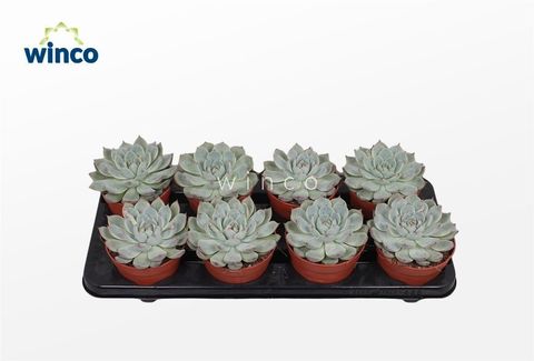 Echeveria lindsayana