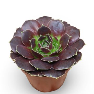 Jovibarba heuffelii