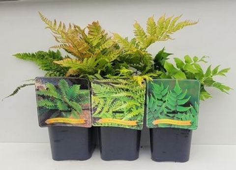 Ferns MIX