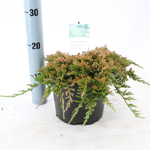 Juniperus horizontalis 'Golden Carpet'