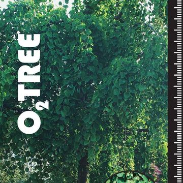 Cercidiphyllum japonicum 'Pendulum'