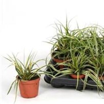 Carex morrowii 'Goldband'