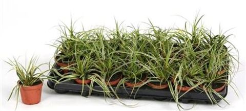 Carex morrowii 'Goldband'