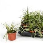 Carex morrowii 'Goldband'