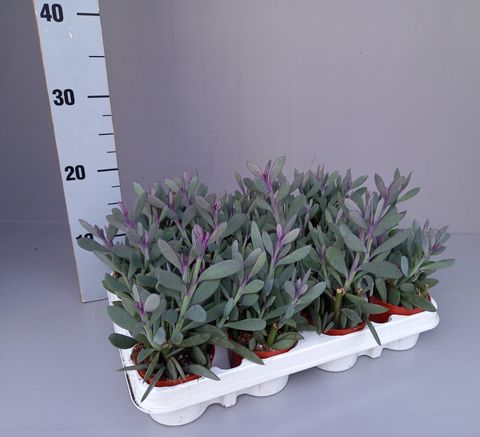 Senecio crassissimus