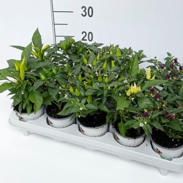 Capsicum annuum ACAPULCO MIX