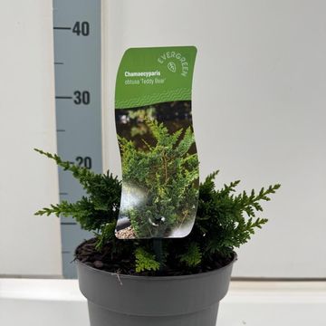 Chamaecyparis obtusa 'Teddy Bear'