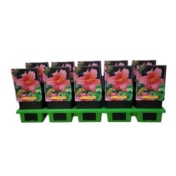 Hemerocallis 'Pink Damask'