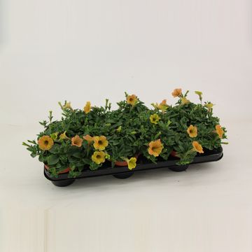 Petunia CASCADIAS INDIAN SUMMER