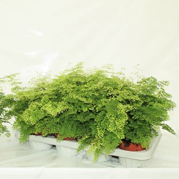 Adiantum raddianum 'Brilliantelse'