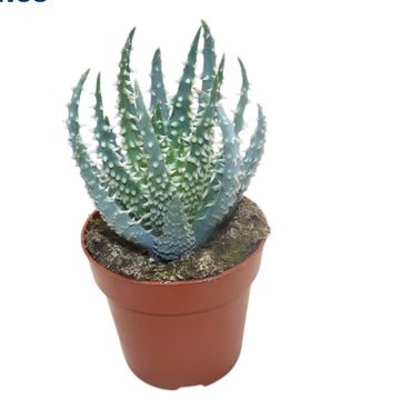 Aloe humilis