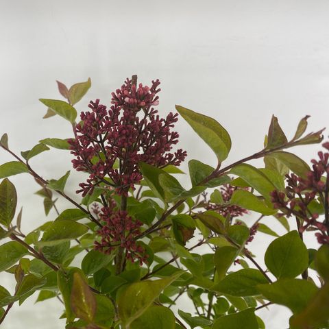 Syringa microphylla 'Superba'