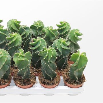 Cereus peruvianus tortuosus