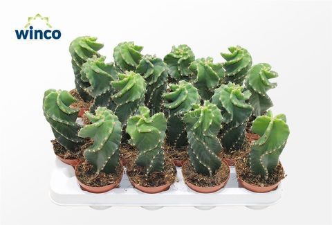 Cereus peruvianus tortuosus
