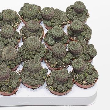 Sulcorebutia rauschii