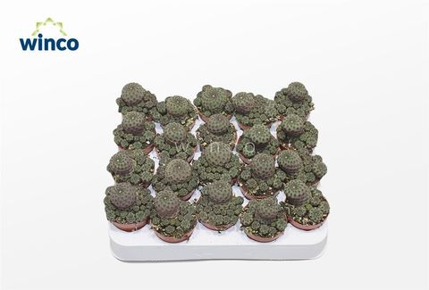 Sulcorebutia rauschii