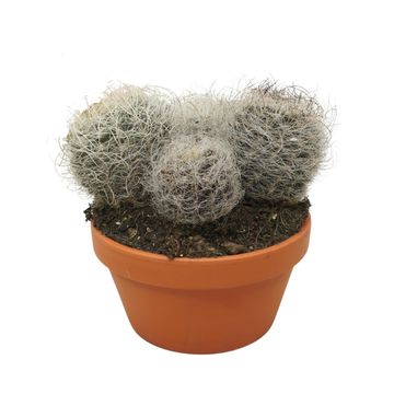 Neoporteria nidus senilis