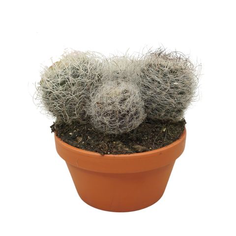 Neoporteria nidus senilis