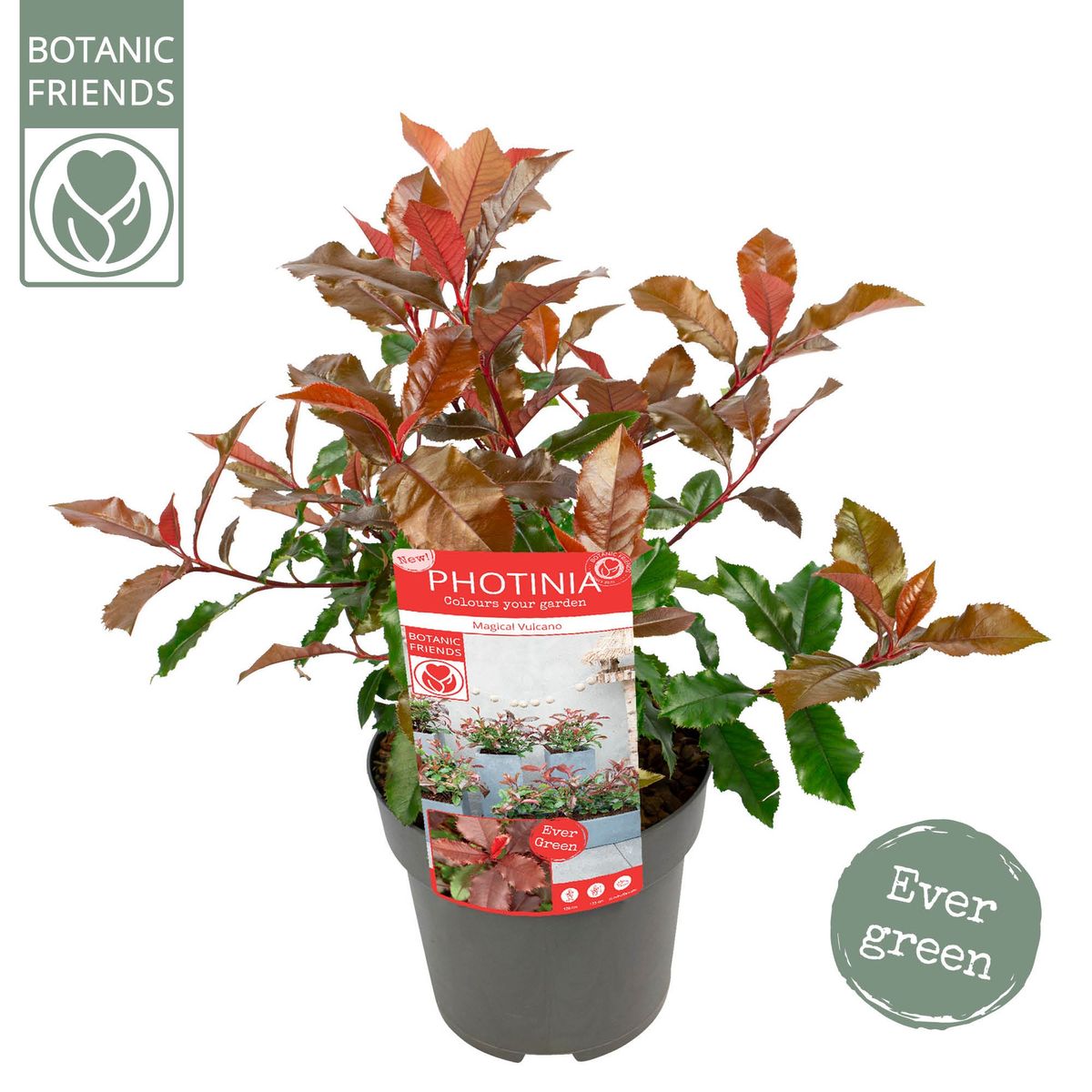 Photinia x fraseri MAGICAL VOLCANO — Plant Wholesale FlorAccess