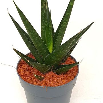 Sansevieria 'Dark Lady'