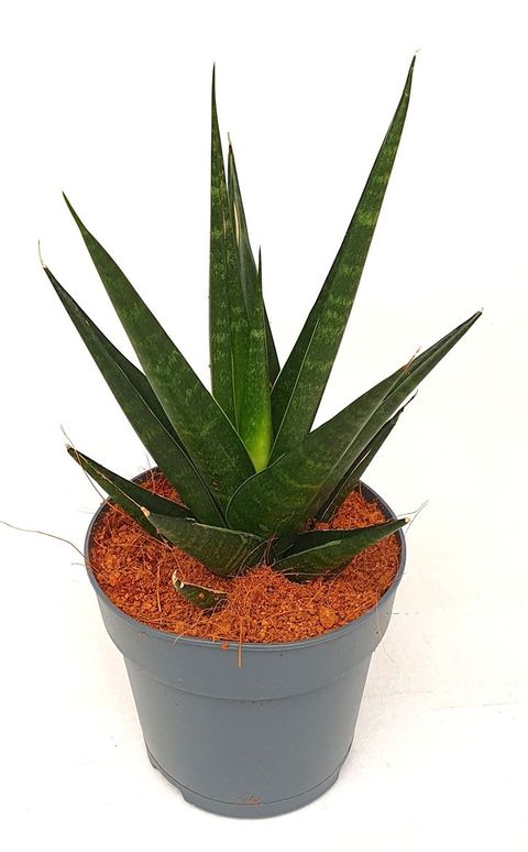 Sansevieria 'Dark Lady'