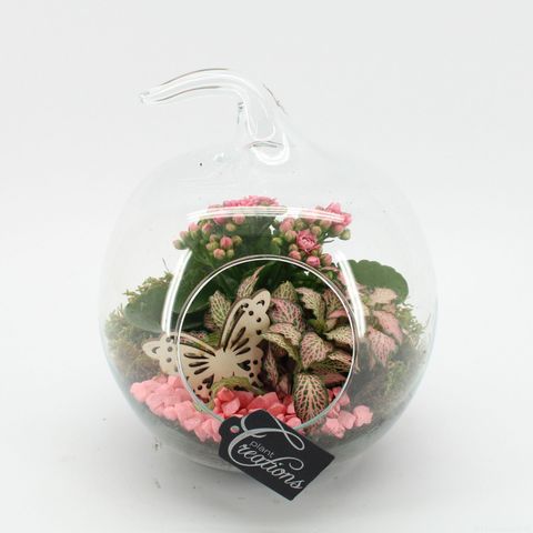 Kомпозиции Essentials Terrarium