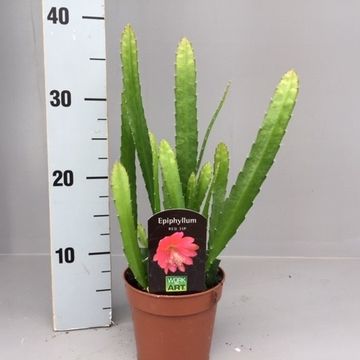 Epiphyllum anguliger RED TIP