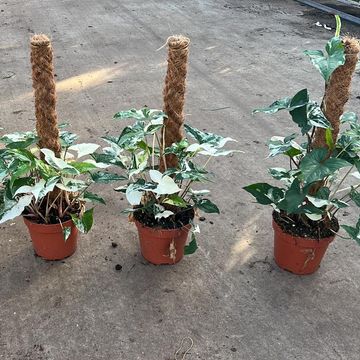 Syngonium podophyllum 'Albo Variegatum'