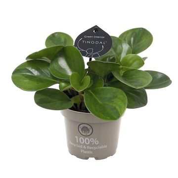 Peperomia obtusifolia LIME