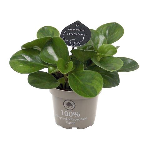 Peperomia obtusifolia LIME