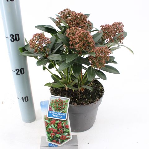 Skimmia japonica RUBESTA