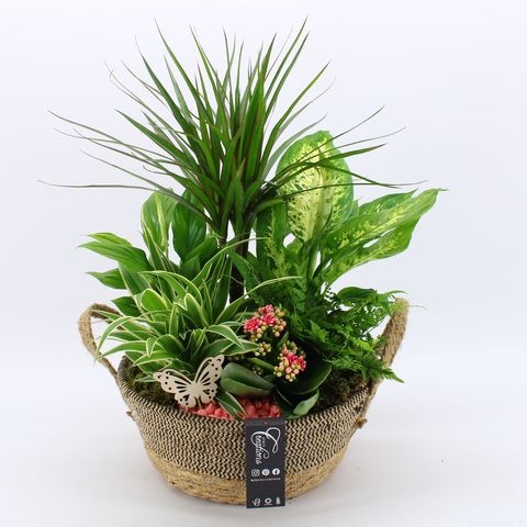 Arrangement Houseplants