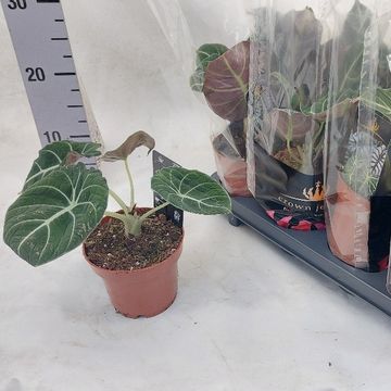 Alocasia 'Black Velvet'