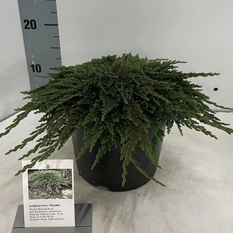 Juniperus horizontalis 'Pancake'