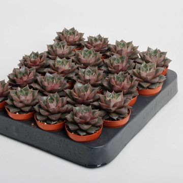 Echeveria purpusorum