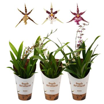 Brassia TITANIUM MIX