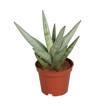 Sansevieria Silver Crown