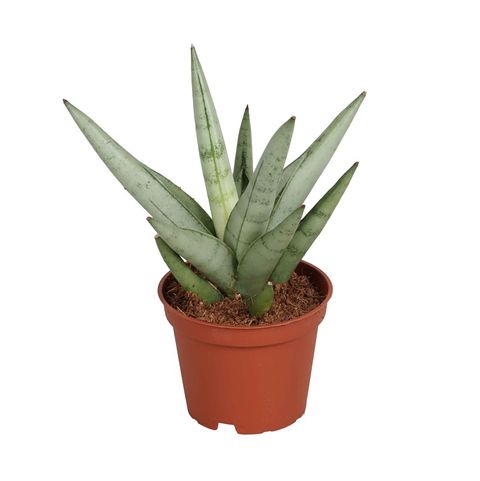 Sansevieria Silver Crown