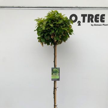 Quercus palustris 'Green Dwarf'