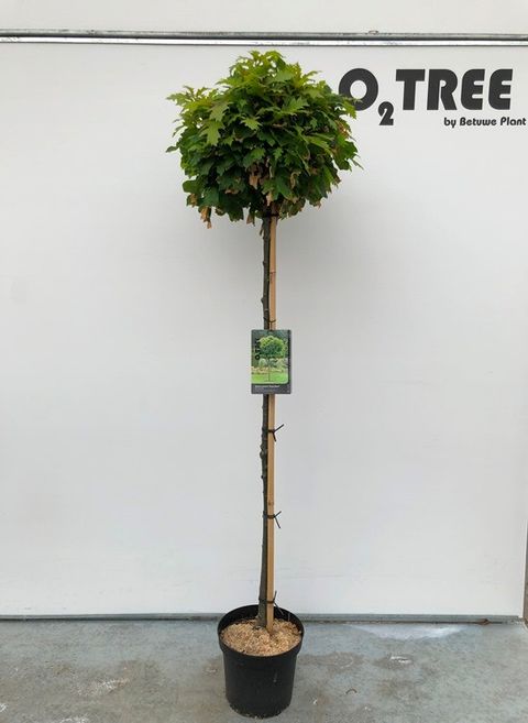 Quercus palustris 'Green Dwarf'