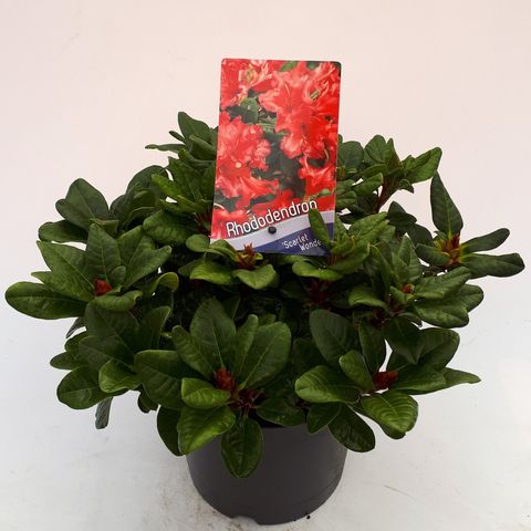 Rhododendron 'Scarlet Wonder' (F)