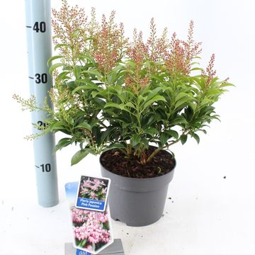 Pieris japonica PINK PASSION