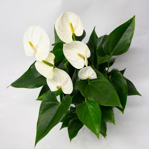 Anthurium KARMA WHITE COMPACT