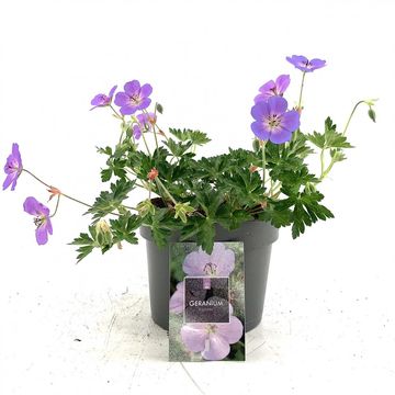 Geranium ROZANNE