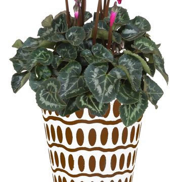 Cyclamen persicum SUPER SERIE S ALLURE MIX