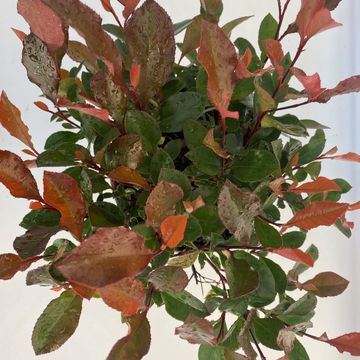 Фотиния x fraseri 'Little Fenna'